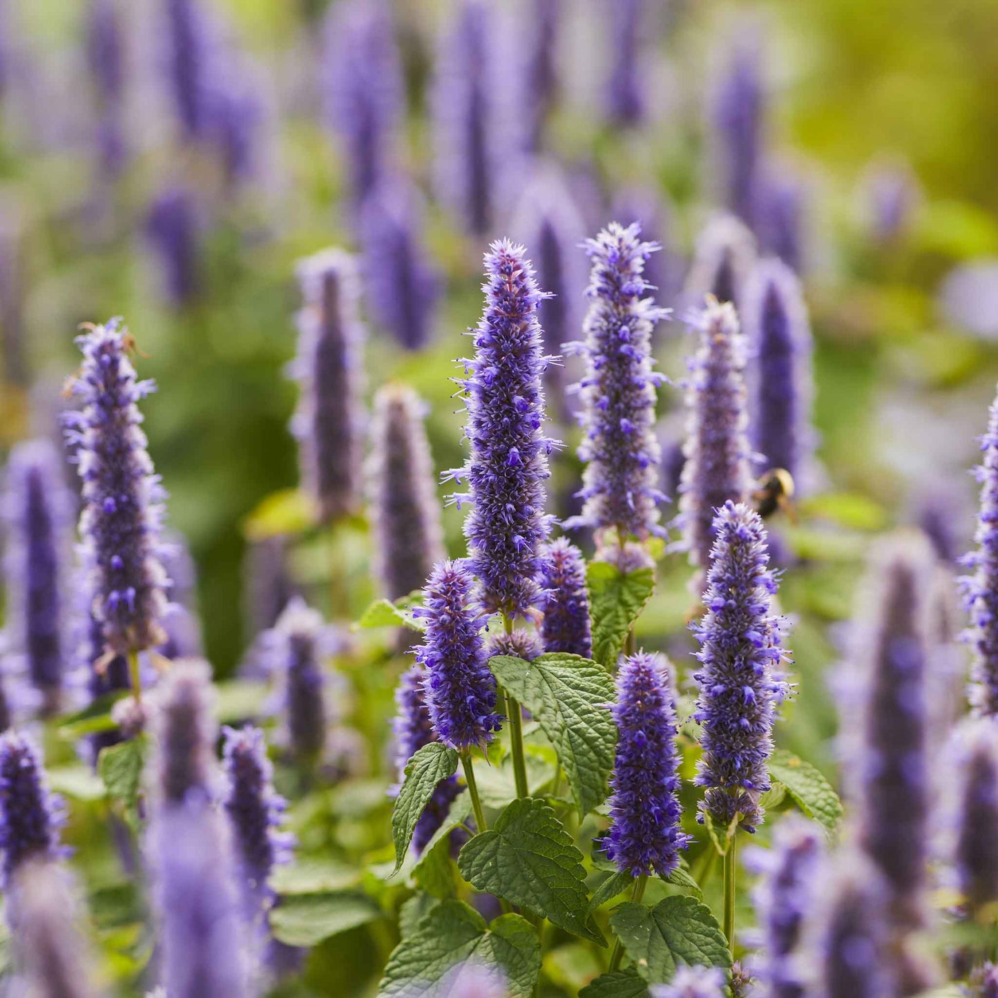 A close-up shot of a group of hyssop flowers with purple petals and green foliage in the background.