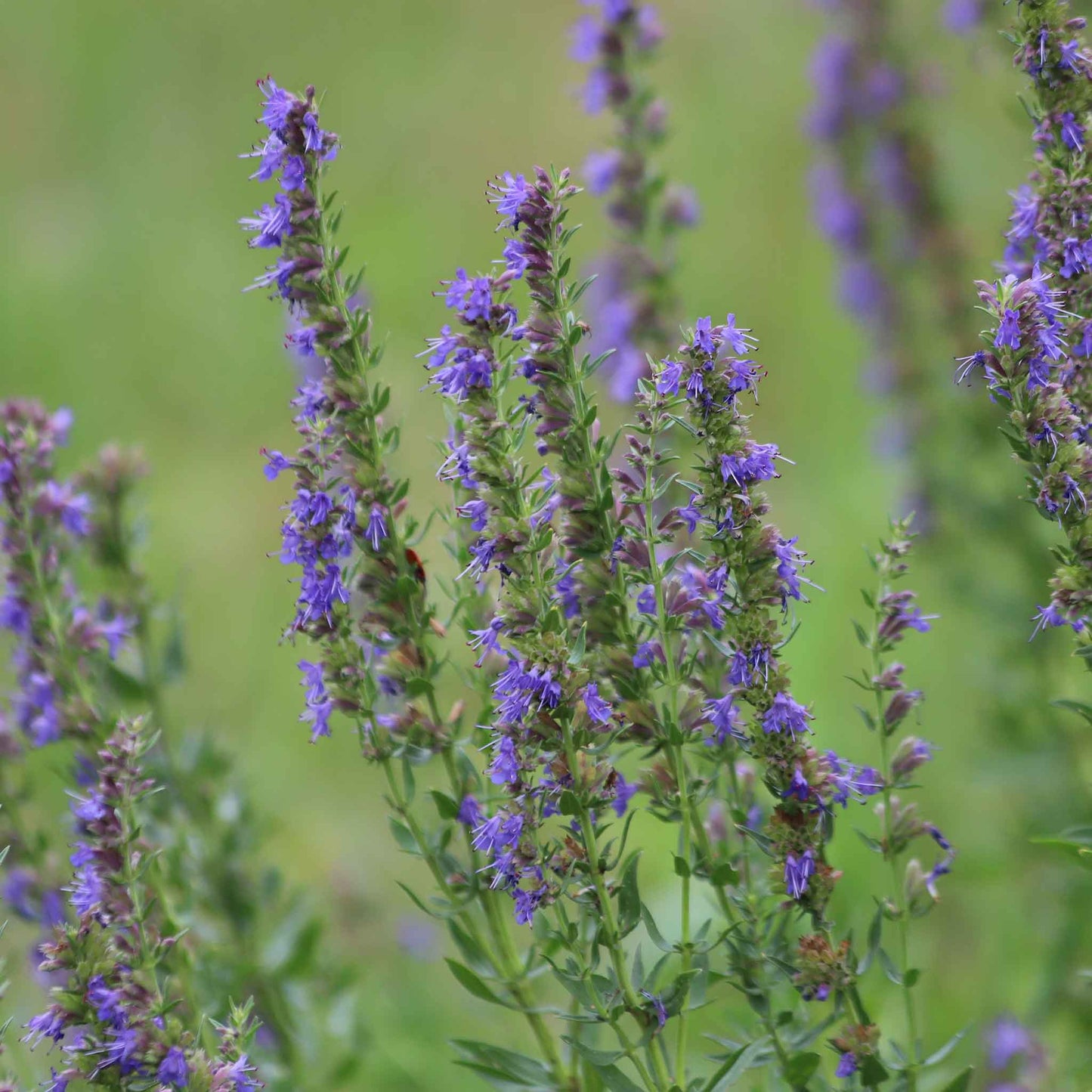 Tall spike of hyssop flowers with green lance-shaped leaves on a white background.