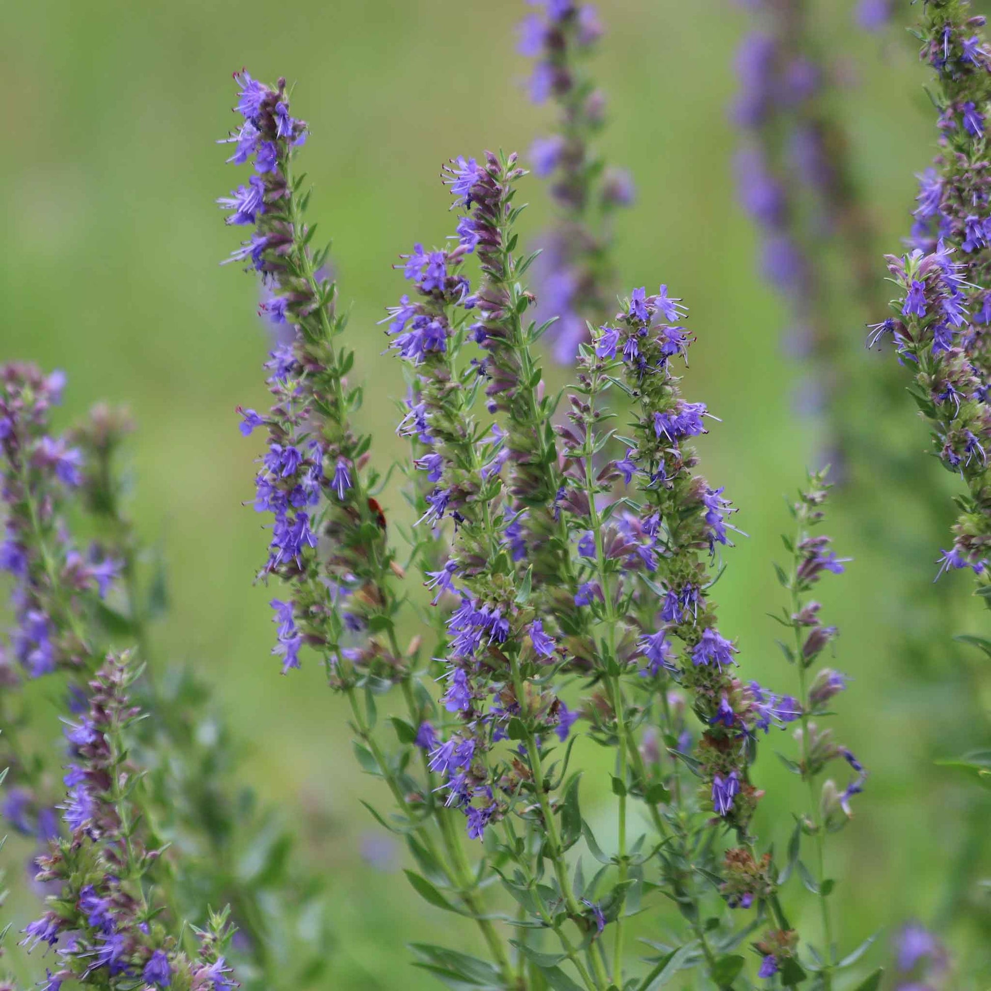Tall spike of hyssop flowers with green lance-shaped leaves on a white background.