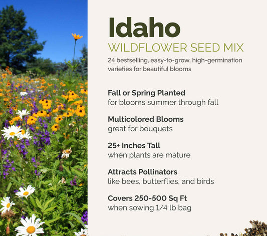 A visual overview of the wildflower seed mix, showcasing expected floral blooms.