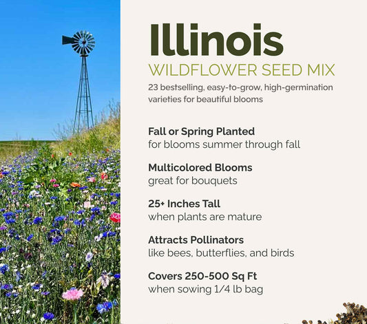 A visual overview of the wildflower seed mix, showcasing expected floral blooms.