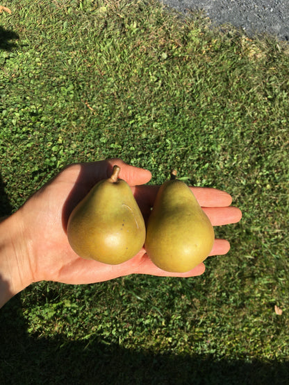 Honeysweet Pear Tree