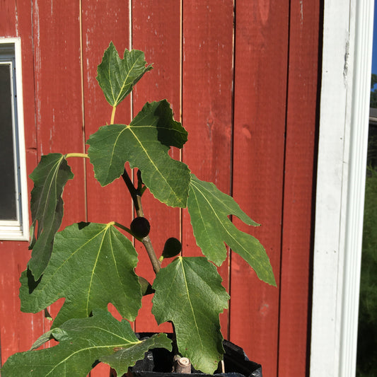 Violette de Bordeaux Fig Tree – fruit tree