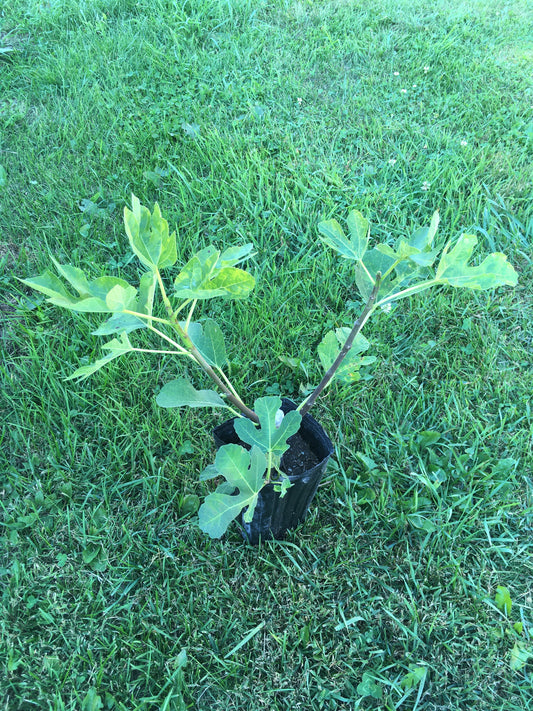 Italian Honey Fig Tree – fruit tree