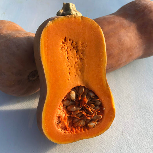 Honeynut Squash Seedlings – live vegetables seedling