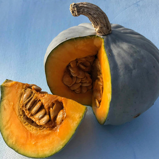 Stella Blue Squash Seedlings – live vegetables seedling