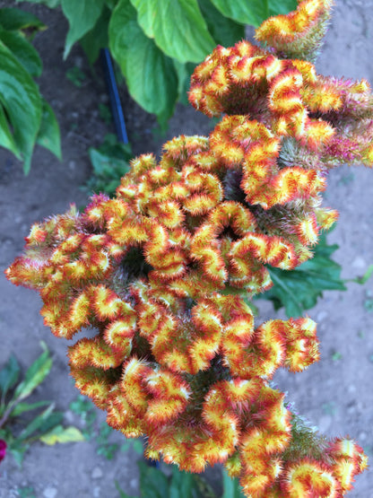 Crested Mix Celosia Seedlings
