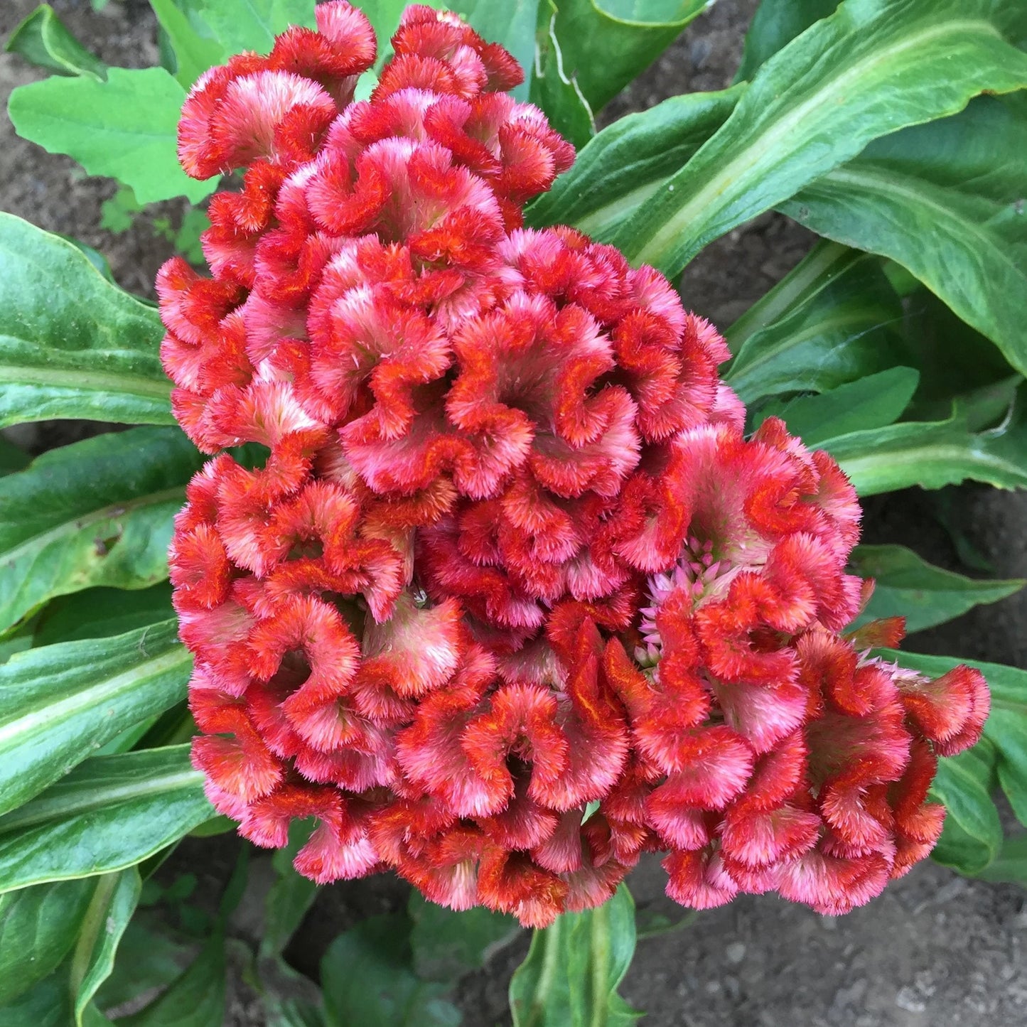 Crested Mix Celosia Seedlings