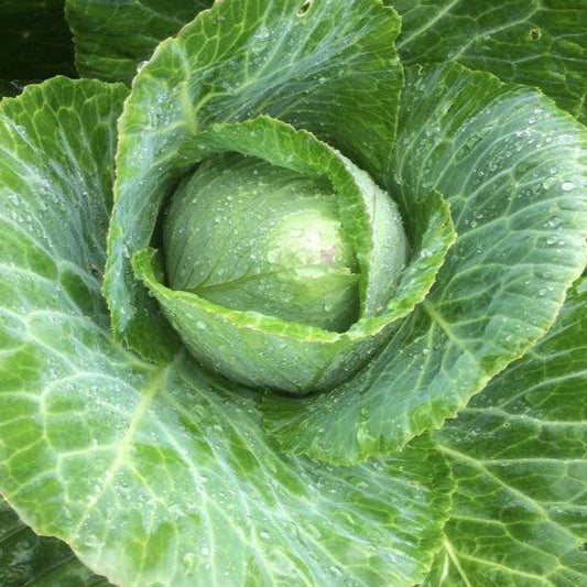 Early Jersey Wakefield Cabbage Seedlings – live vegetables seedling