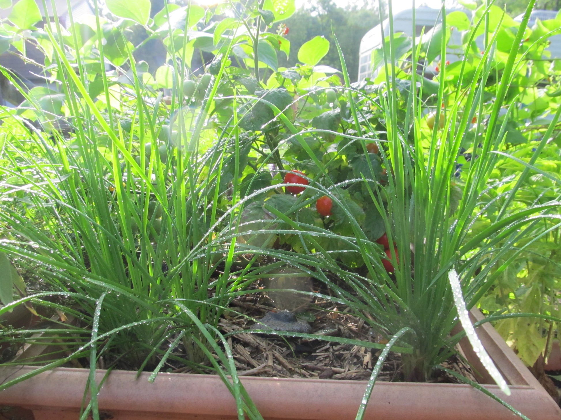 In Erin'splanter at her house.