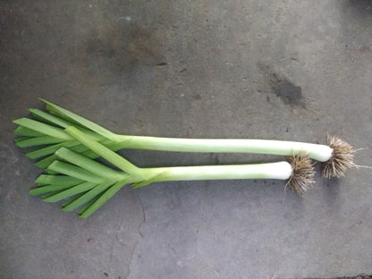 American Flag Leek Seedlings