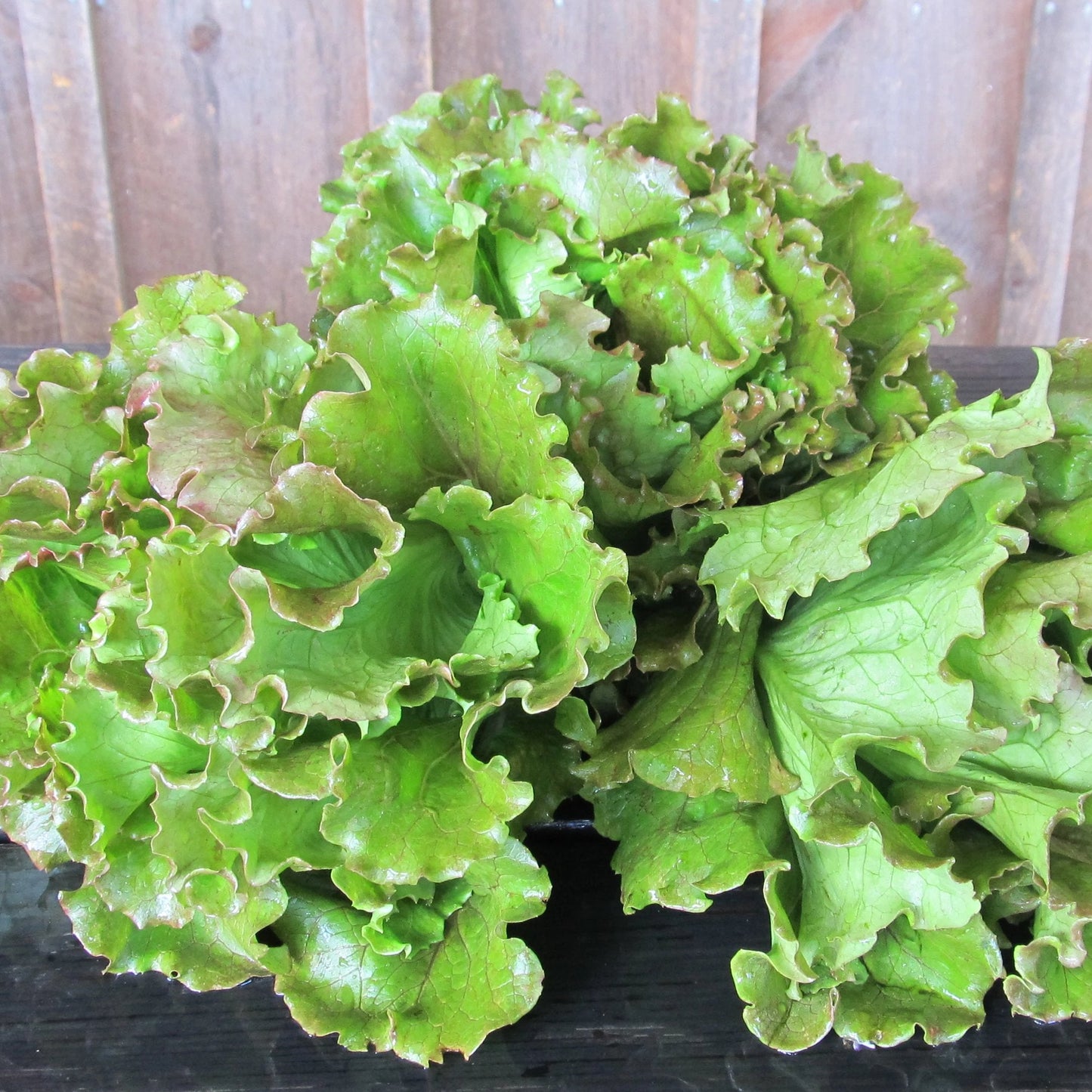 Magenta Lettuce Seedlings