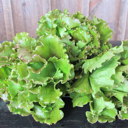 Magenta Lettuce Seedlings