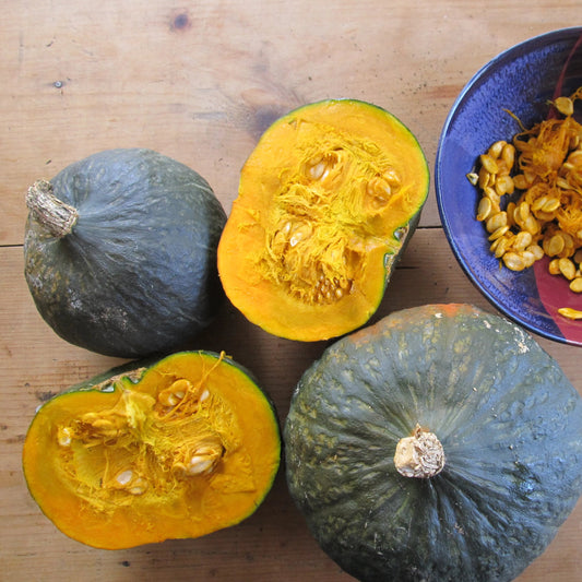 Black Forest Kabocha Squash Seedlings – live vegetables seedling