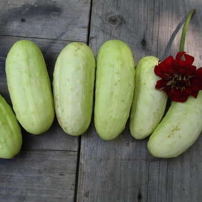 Boothby's Blonde Cucumber Seedlings