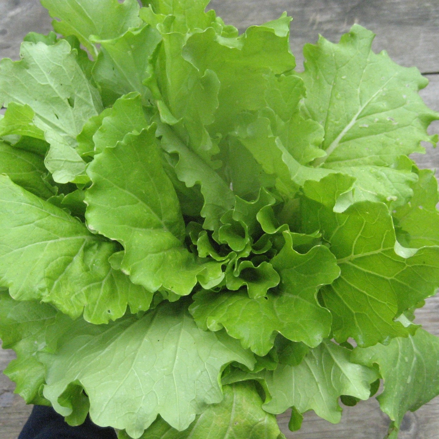 Tokyo Bekana Seedlings