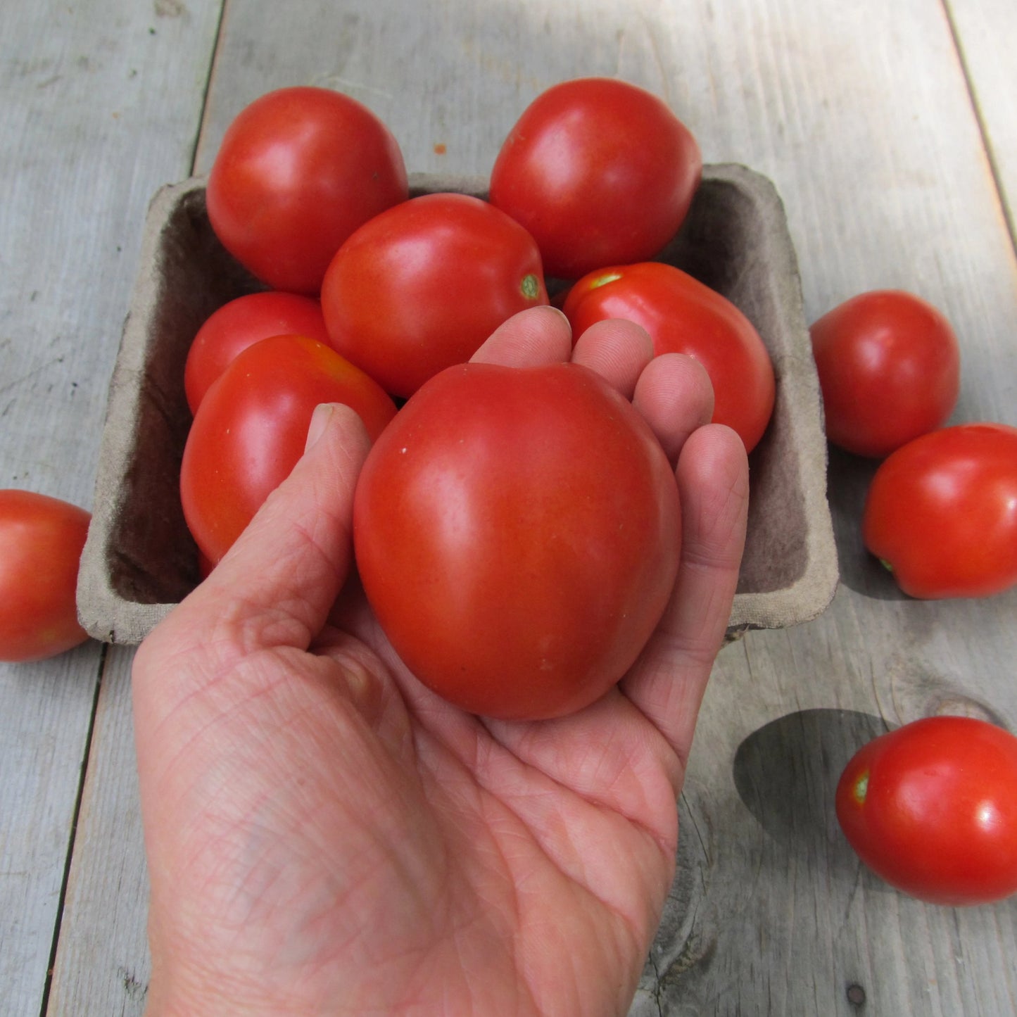 Firminio's Plum Tomato Seedlings
