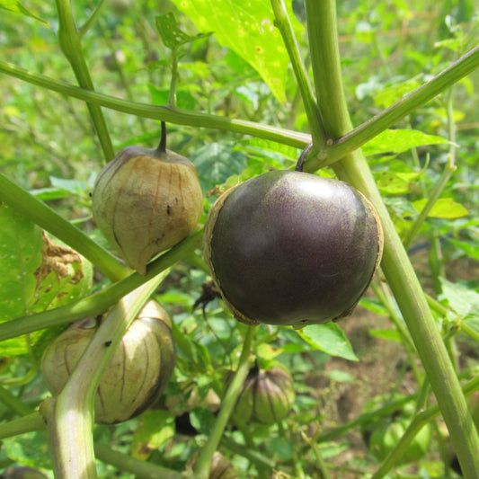 Purple Tomatillo Seedlings – live vegetables seedling