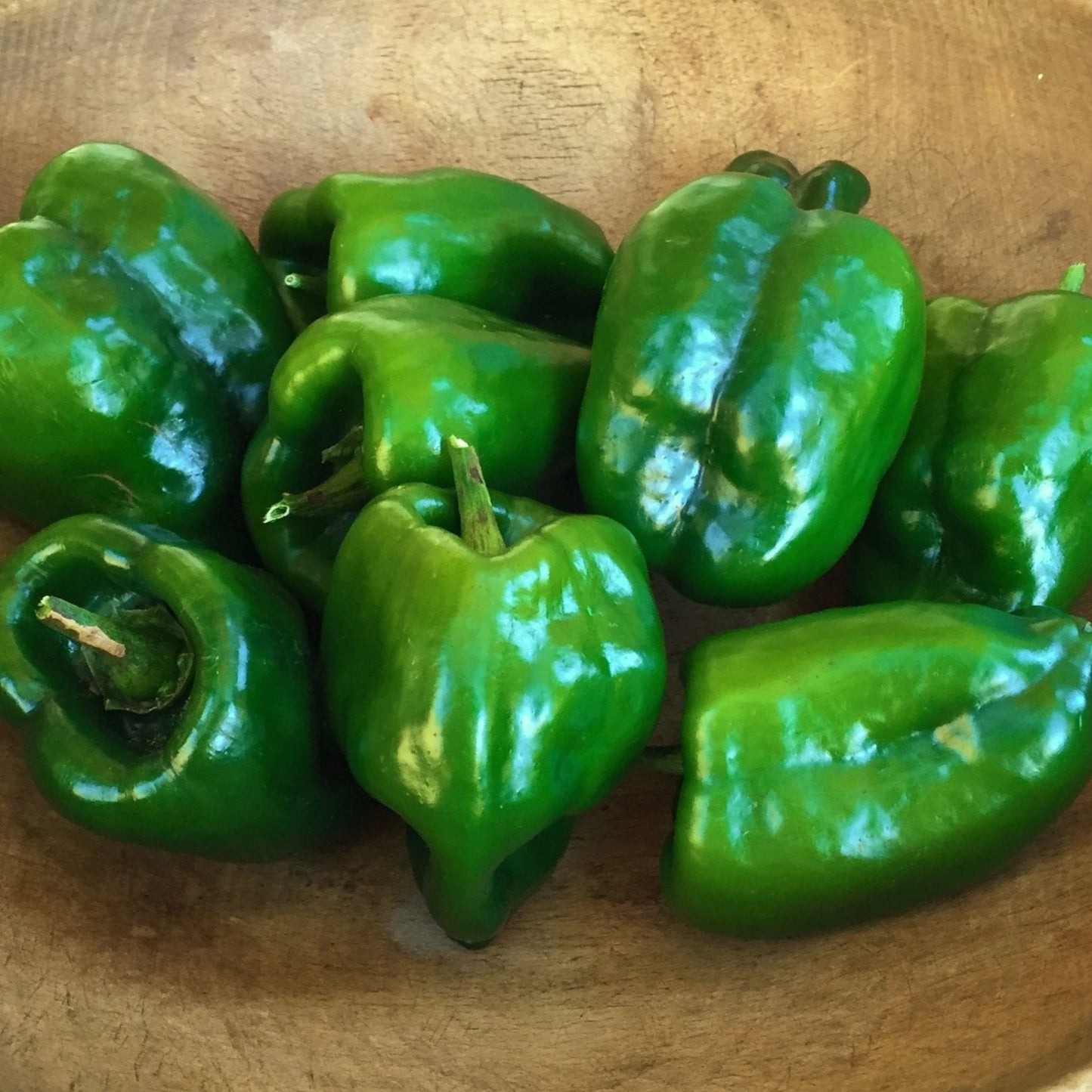 Ancho Poblano Pepper Seedlings