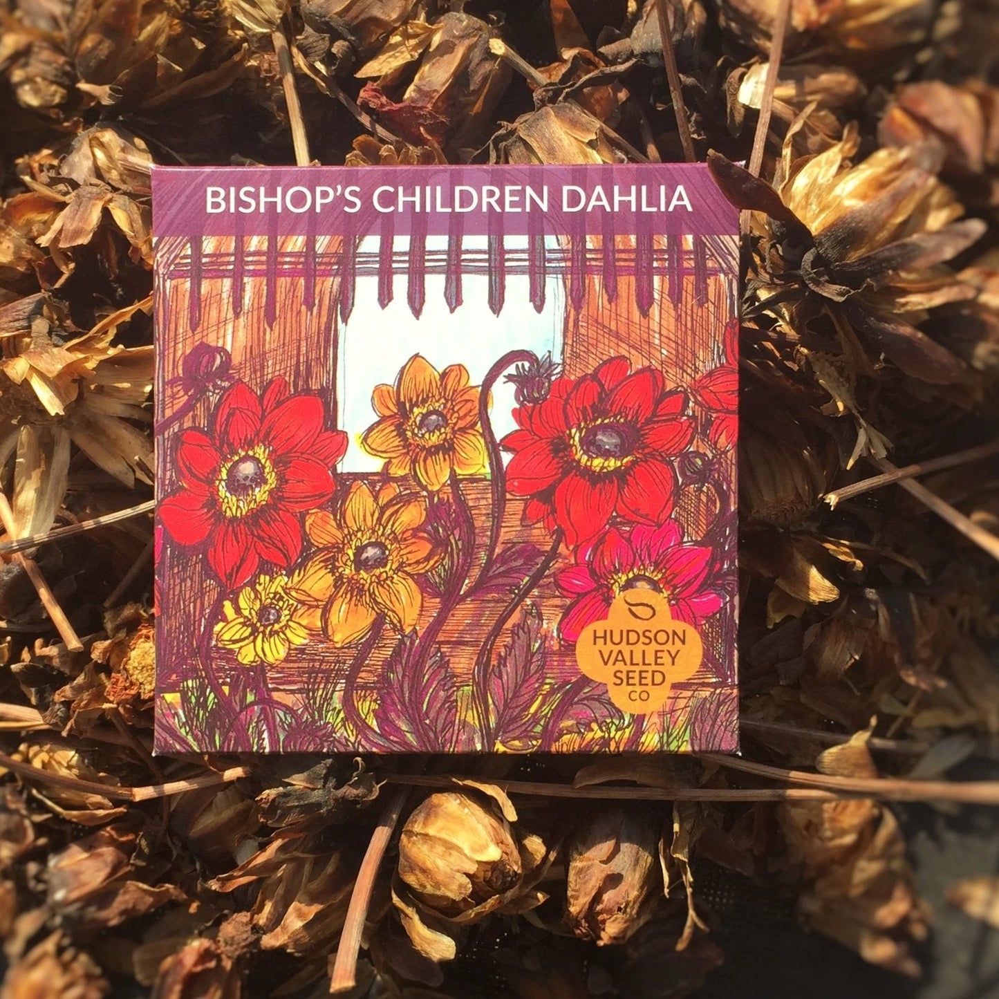 Bishop's Children Dahlia Seedlings
