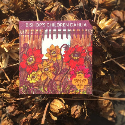 Bishop's Children Dahlia Seedlings