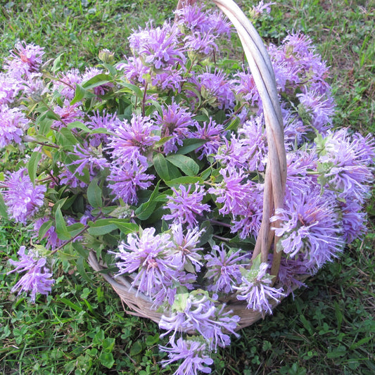 Wild Bergamot Seedlings – live flowers seedling