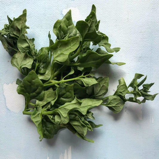 New Zealand Spinach Seedlings – live vegetables seedling