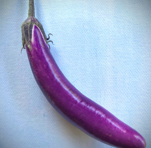 Ping Tung Eggplant Seedlings – live vegetables seedling