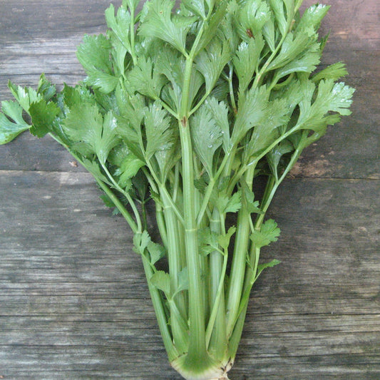 Utah Tall Celery Seedlings – live vegetables seedling