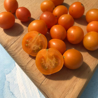 Honey Drop Cherry Tomato Seedlings