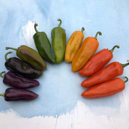 Pippin's Golden Honey Pepper Seedlings – live vegetables seedling