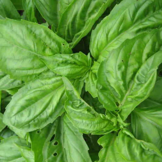 Genovese Basil Seedlings – live herbs seedling