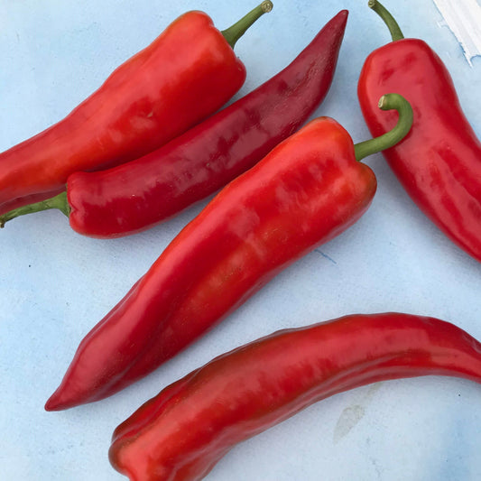 Bridge to Paris Pepper Seedlings – live vegetables seedling
