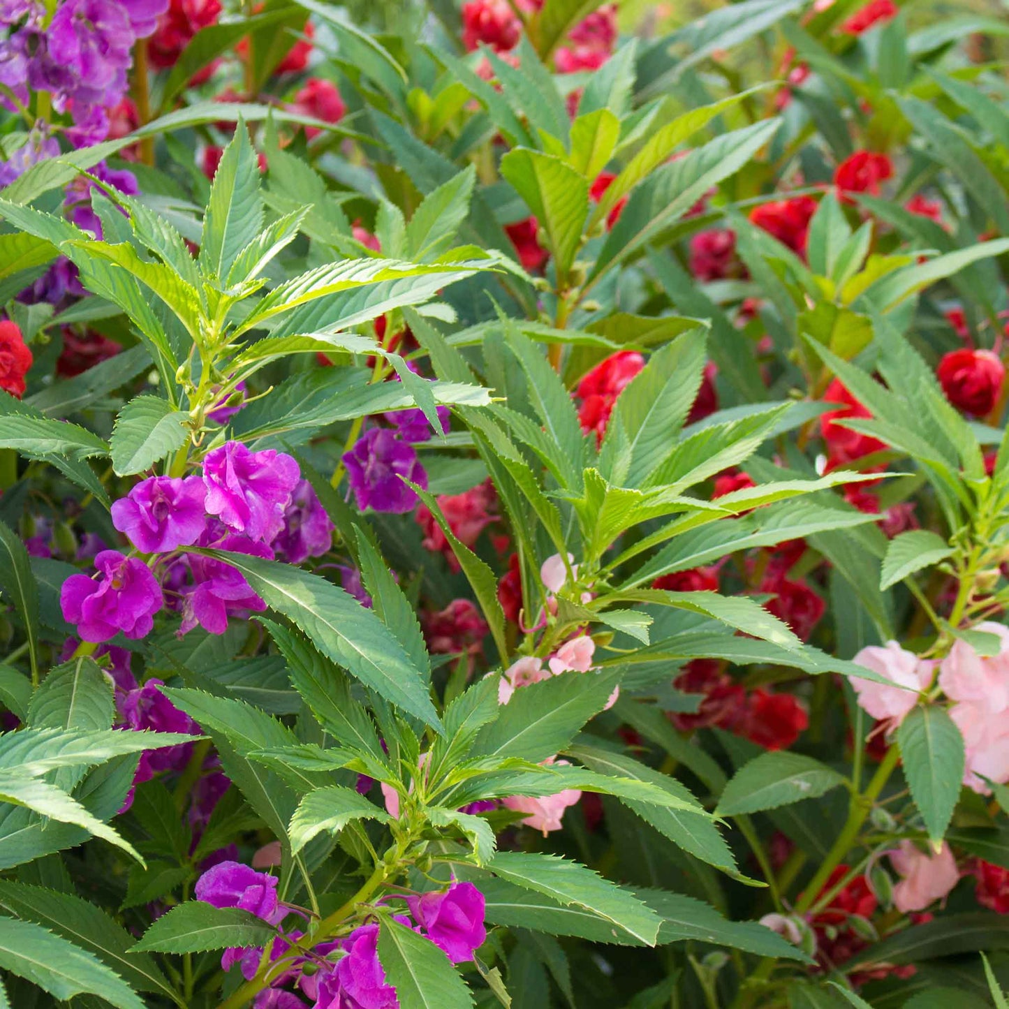 Balsam impatiens vibrant pink bloom with a white center against a leafy green backdrop.