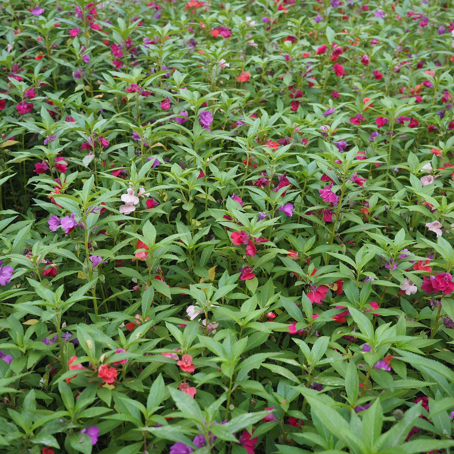Balsam impatiens bright pink flower with delicate petals on a soft green background.