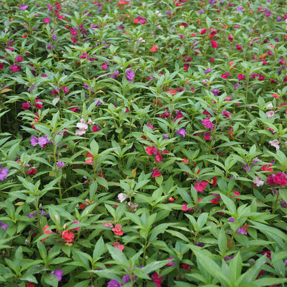 Balsam impatiens bright pink flower with delicate petals on a soft green background.