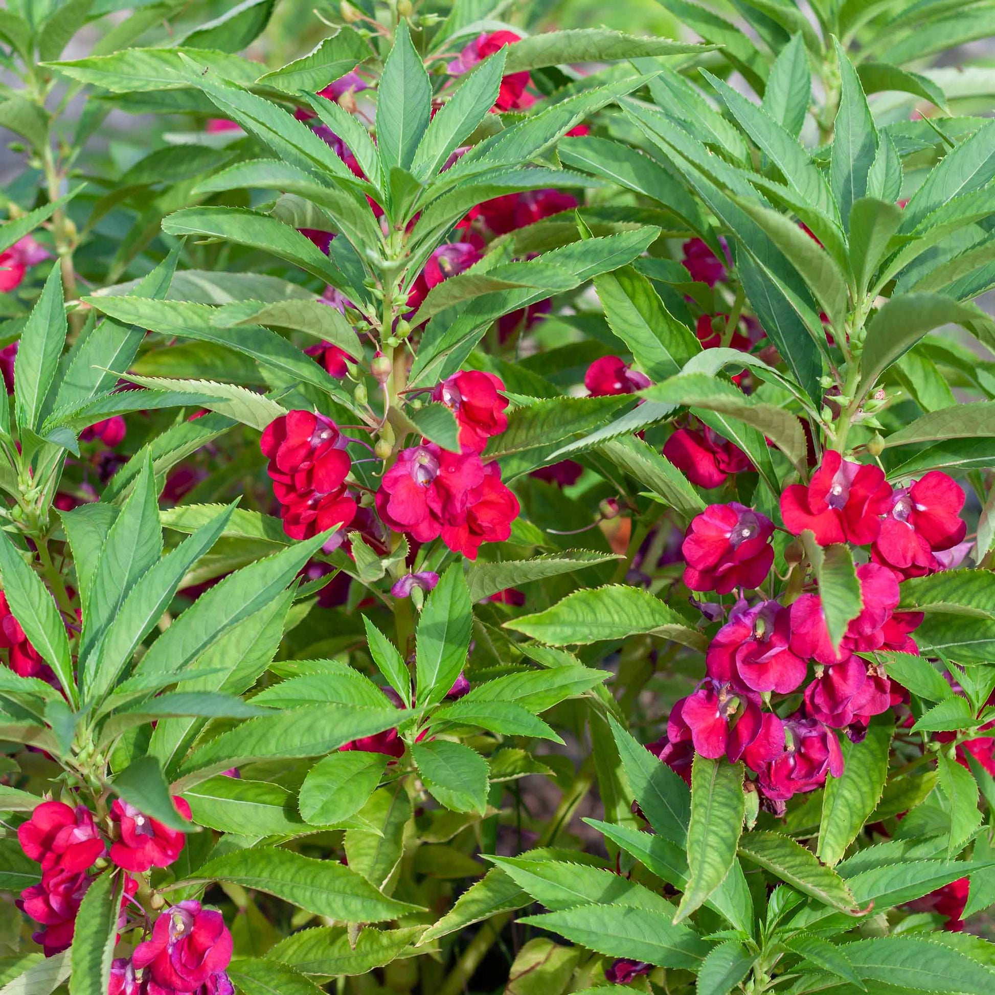 Balsam impatiens vivid pink flowers growing on a lush green plant in a garden.