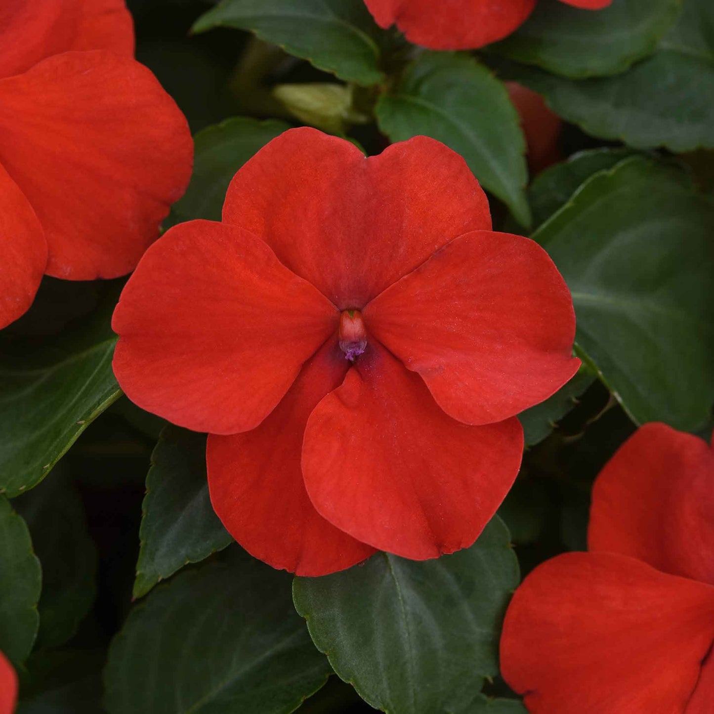 Impatiens beacon bright red bold red blooms with green leaves on a dark background.