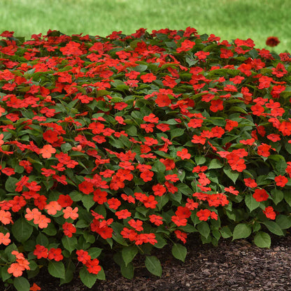 Impatiens beacon bright red dense red flowers with bright green leaves on a green backdrop.