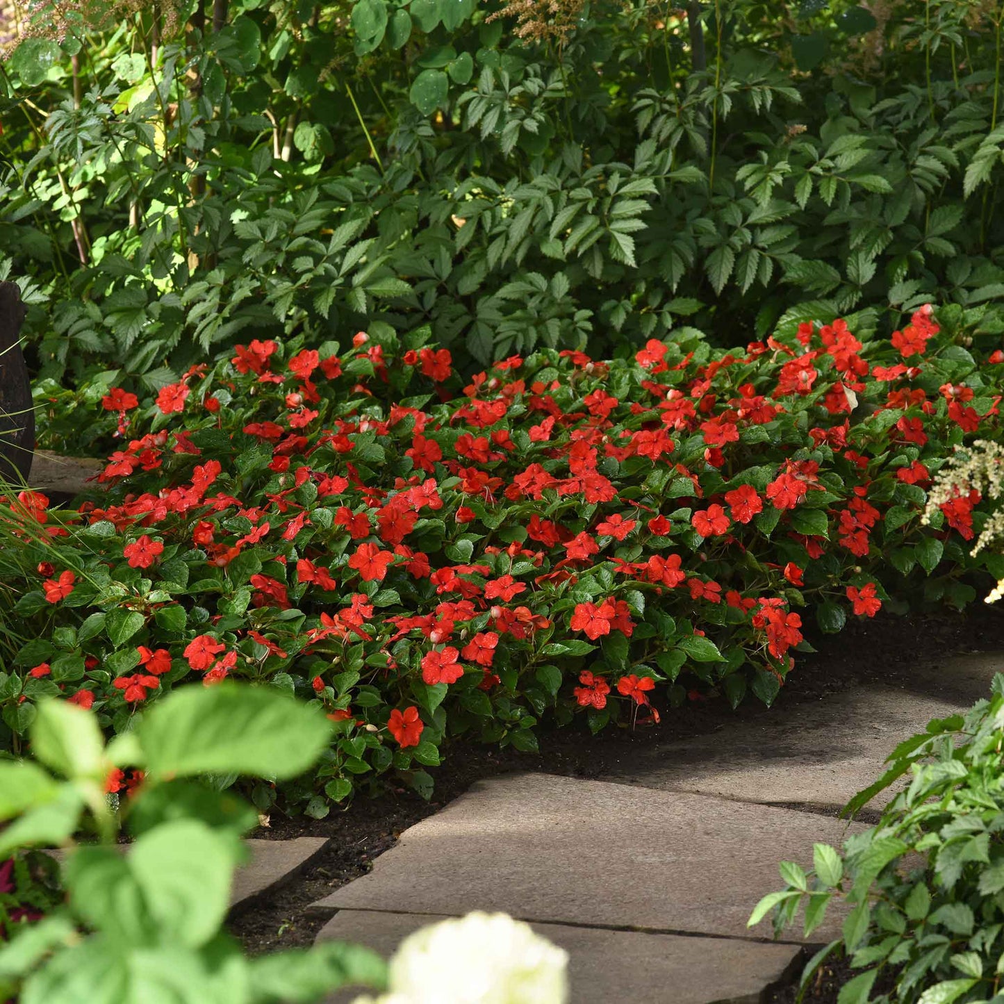 Impatiens beacon bright red vibrant red blooms in a leafy cluster with green foliage.