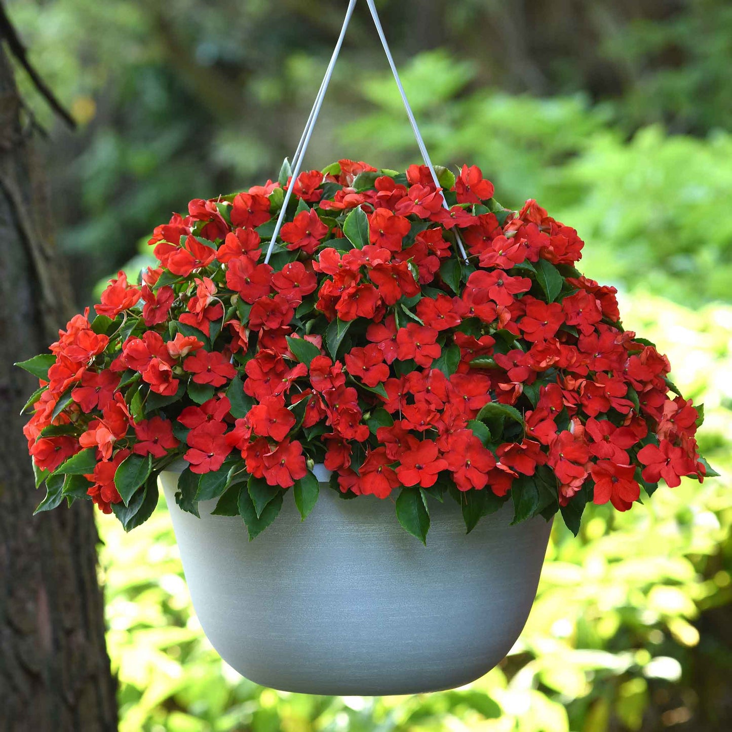 Close-up of bright red impatiens flowers blooming in a garden, vibrant and lush.