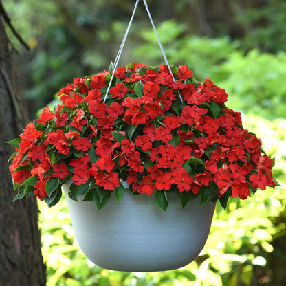 Close-up of bright red impatiens flowers blooming in a garden, vibrant and lush.