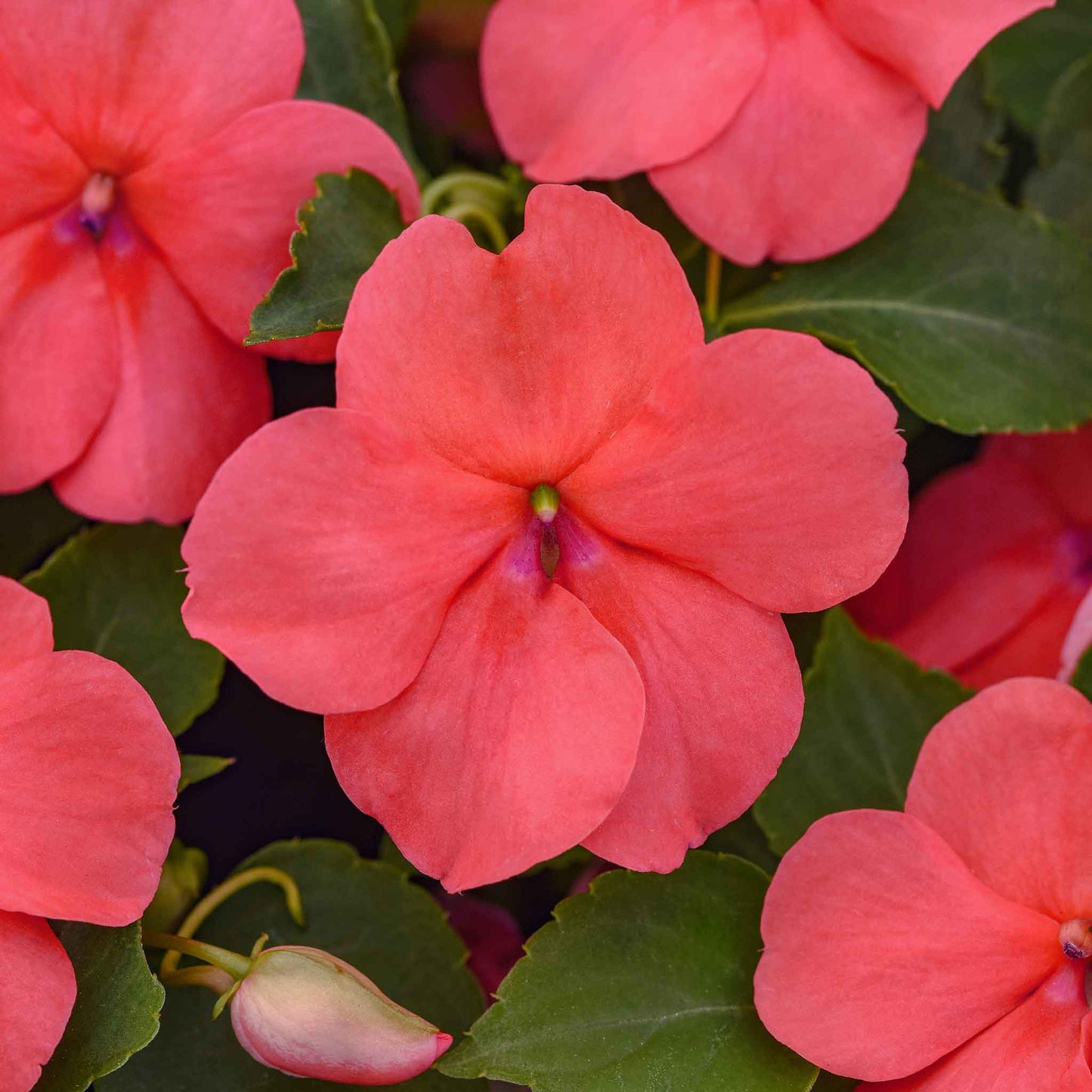 Impatiens beacon coral single bright coral bloom with delicate petals on a plain background.