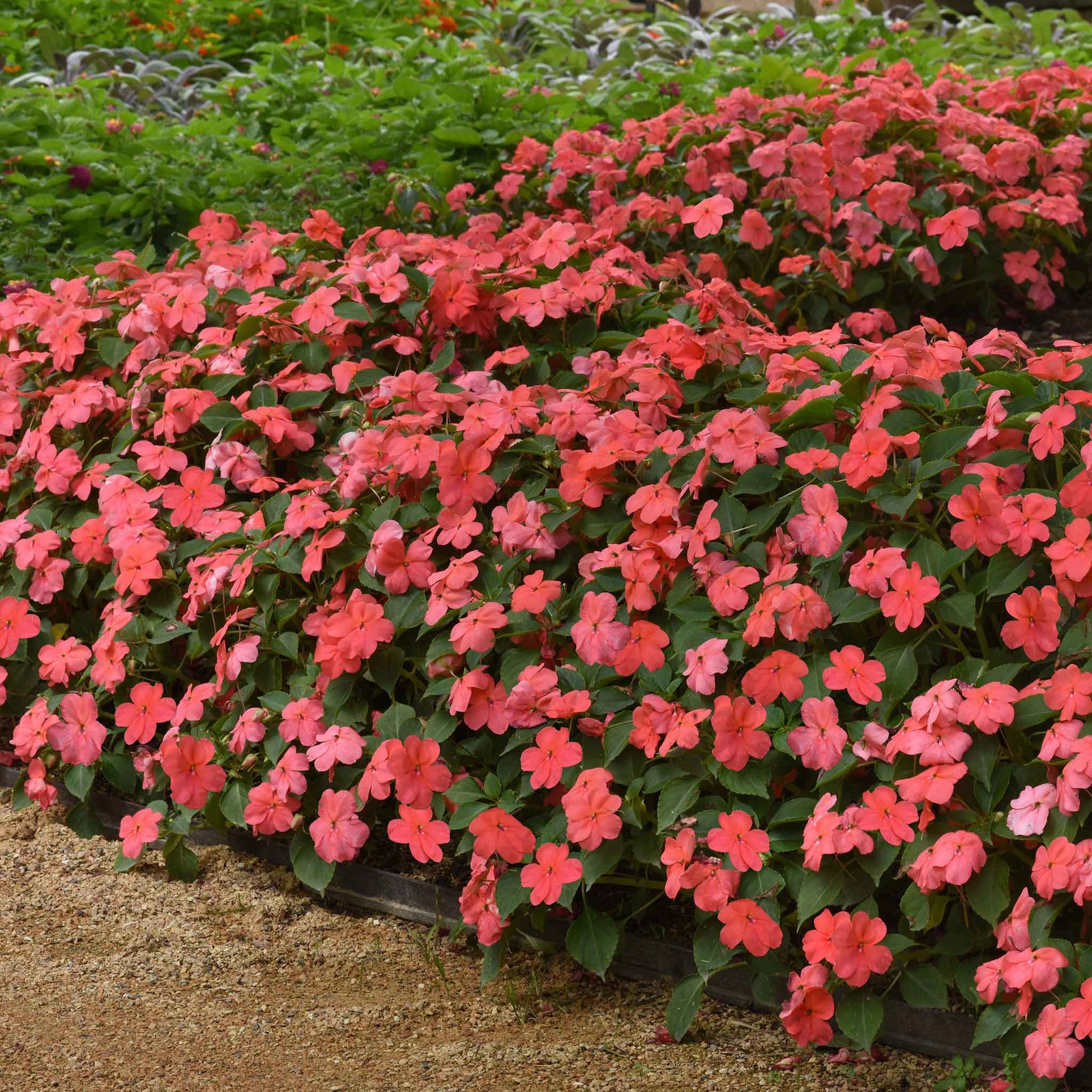 Impatiens beacon coral coral flowers with green leaves and water droplets on a dark backdrop.