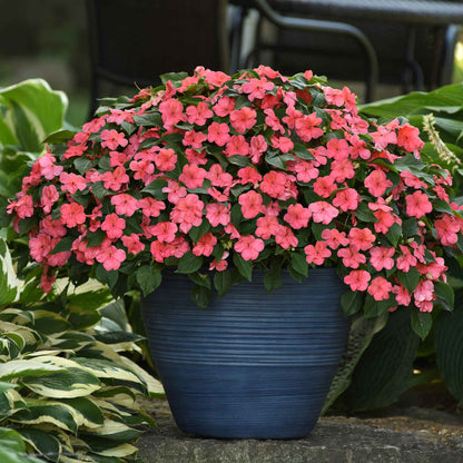 Impatiens beacon coral vivid coral blooms in full flower against a dark green background.