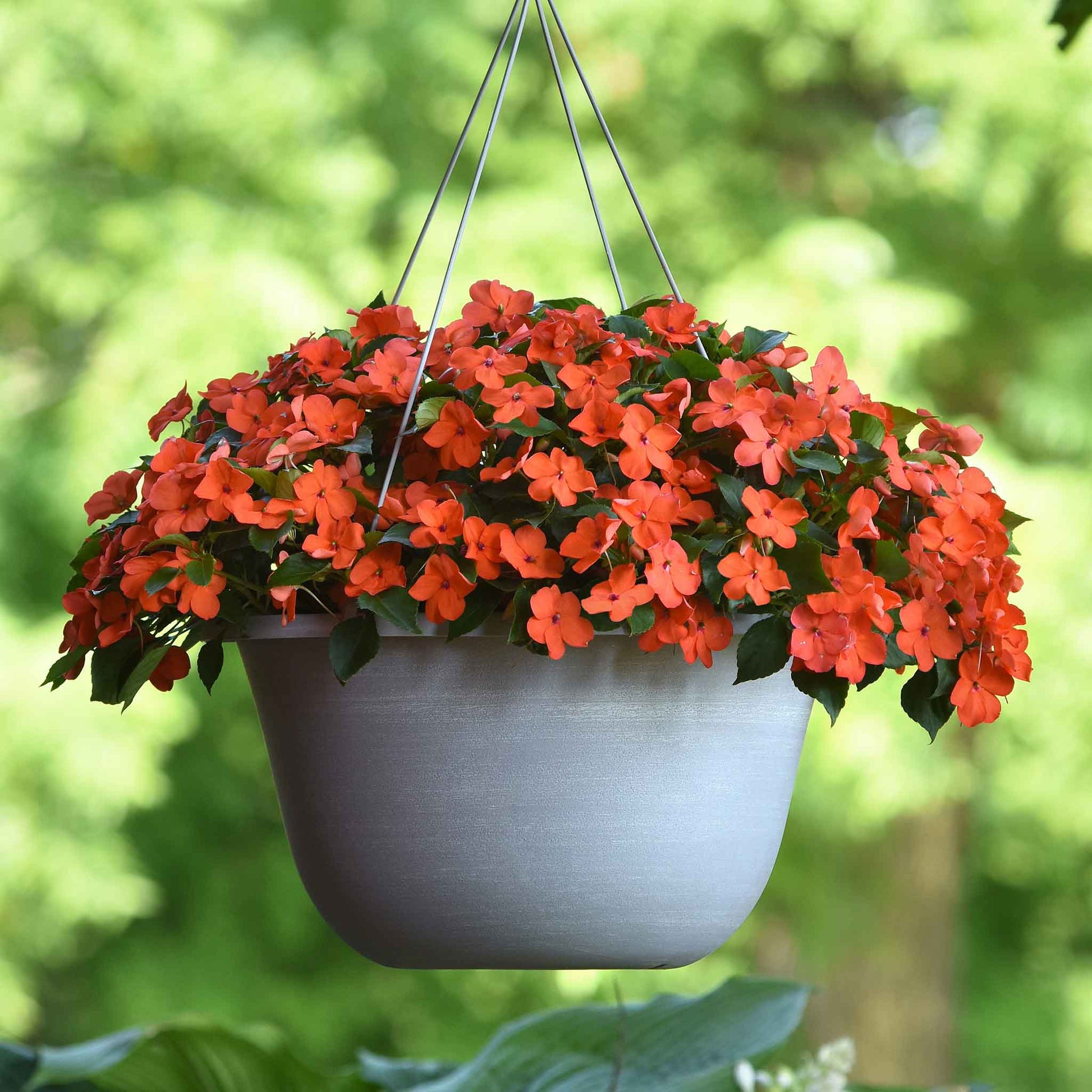 Impatiens beacon coral bright red flowers in a hanging basket against a sunny backdrop.