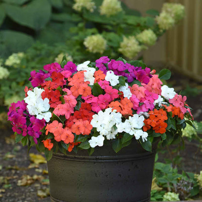Impatiens beacon mix mixed pink, orange and white blooms against a soft blurred green backdrop.