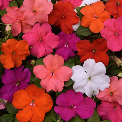 Impatiens beacon mix vibrant pink, orange and white flowers blooming in a garden.