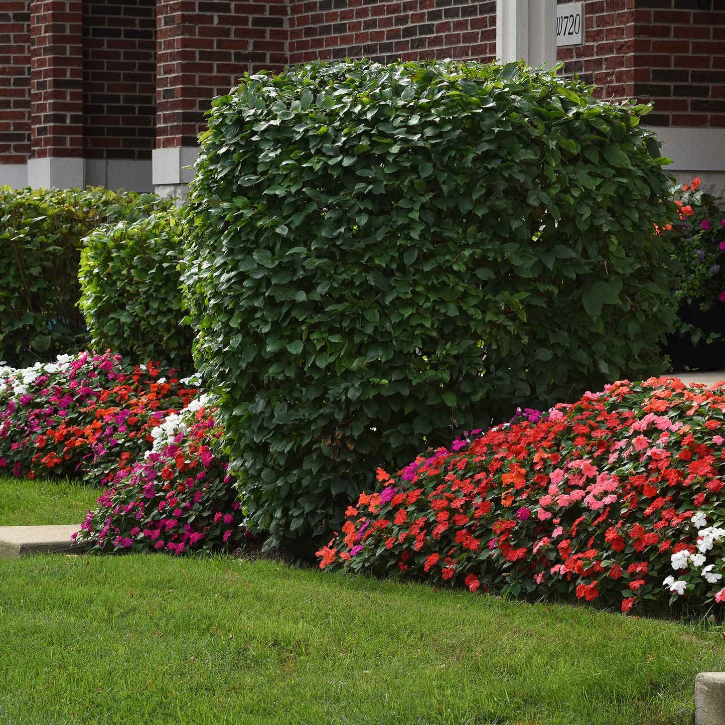 Impatiens beacon mix pink and red blooms in a mixed border with a trimmed green hedge.