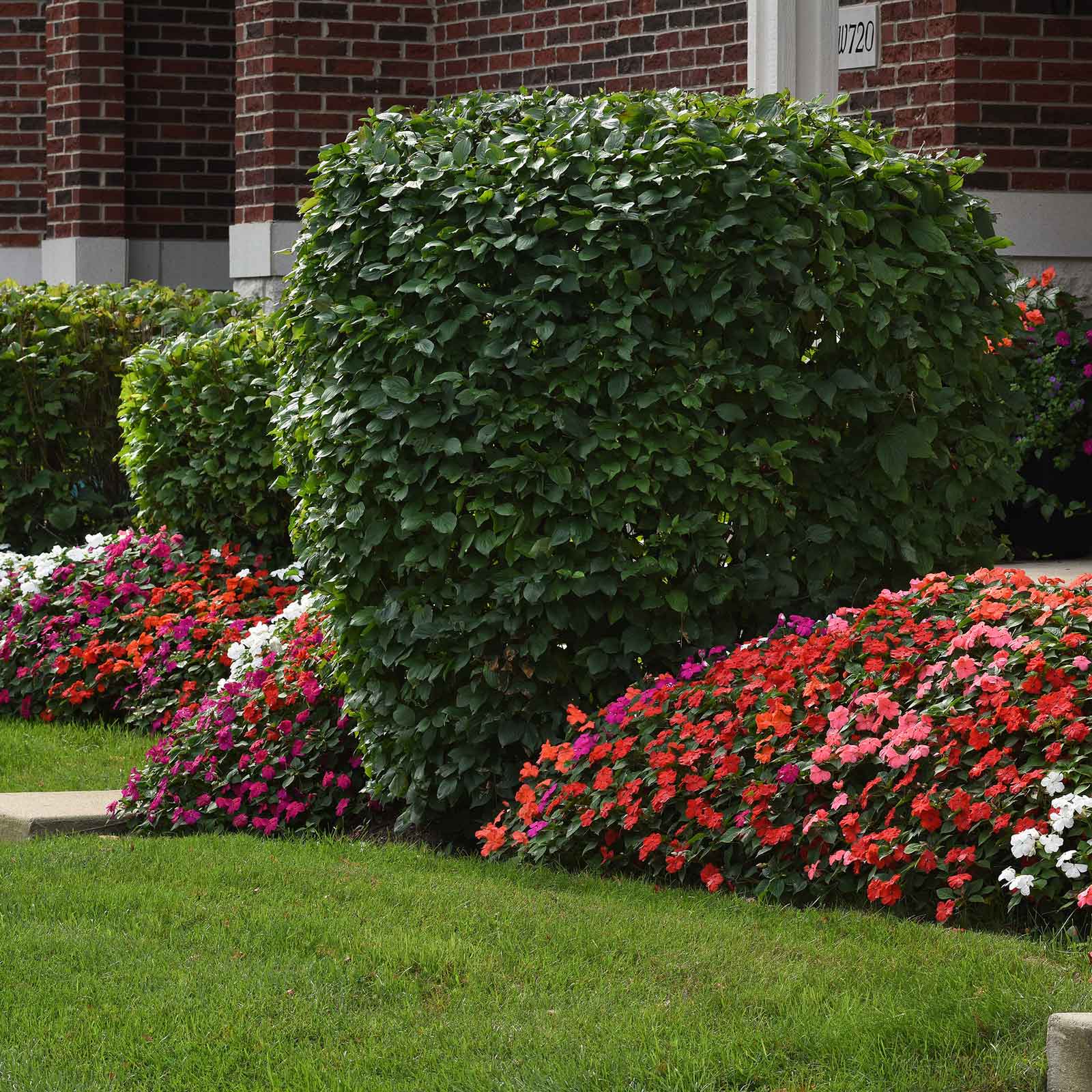 Impatiens beacon mix pink and red blooms in a mixed border with a trimmed green hedge.